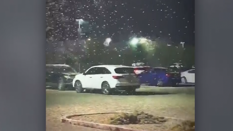 Hordes of grasshoppers have invaded Las Vegas